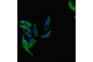 Immunofluorescent analysis of Hela cells using ABIN7142550 at dilution of 1:100 and Alexa Fluor 488-congugated AffiniPure Goat Anti-Rabbit IgG(H+L) (FAU Antikörper  (AA 1-59))