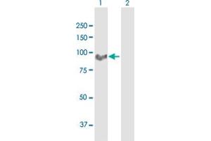 Western Blot analysis of MARCH10 expression in transfected 293T cell line by MARCH10 MaxPab polyclonal antibody.