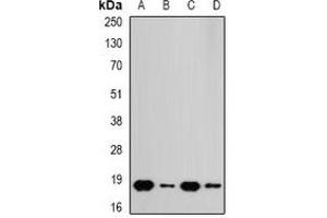 Western blot analysis of RPS10 expression in A549 (A), HT29 (B), mouse spleen (C), mouse heart (D) whole cell lysates. (RPS10 Antikörper)