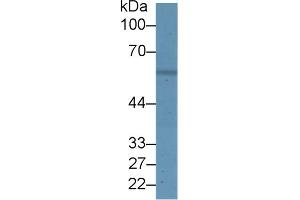 Western Blotting (WB) image for Solute Carrier Family 3 (Activators of Dibasic and Neutral Amino Acid Transport), Member 2 (SLC3A2) ELISA Kit (ABIN6720502)