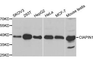 Western blot analysis of extracts of various cell lines, using CIAPIN1 antibody (ABIN5973750) at 1/1000 dilution.