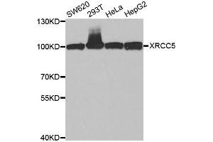 Western blot analysis of extracts of various cell lines, using XRCC5 antibody.