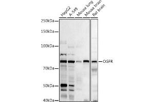 Western blot analysis of extracts of various cell lines, using (ABIN6128395, ABIN6145006, ABIN6145007 and ABIN6222871) at 1:1000 dilution.