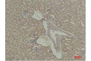 Immunohistochemistry (IHC) analysis of paraffin-embedded Mouse KidneyTissue using STAT5a Rabbit Polyclonal Antibody diluted at 1:500. (STAT5A Antikörper)