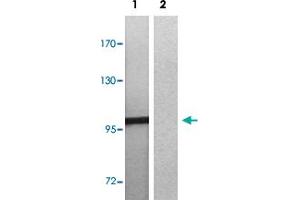 Western blot analysis of Lane 1: EGF treated 3T3 cells, Lane 2: antigen-specific peptide treated 3T3 cells with MERTK/TYRO3 (phospho Y749/681) polyclonal antibody  at 1:500-1000 dilution. (MERTK Antikörper  (pTyr681, pTyr749))