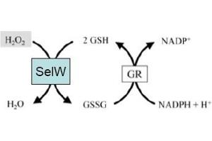 Image no. 2 for anti-Selenoprotein W, 1 (SEPW1) antibody (ABIN401399) (Selenoprotein W Antikörper)