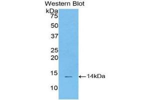 Western Blotting (WB) image for anti-Signal Transducer and Activator of Transcription 3 (Acute-Phase Response Factor) (STAT3) (AA 563-670) antibody (ABIN1174968) (STAT3 Antikörper  (AA 563-670))