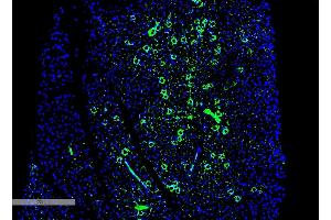 Immunohistochemistry analysis using Mouse Anti-Parvalbumin Monoclonal Antibody, Clone C12 (ABIN6952014). (PVALB Antikörper  (PerCP))