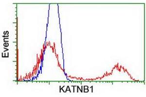 HEK293T cells transfected with either RC201852 overexpress plasmid (Red) or empty vector control plasmid (Blue) were immunostained by anti-KATNB1 antibody (ABIN2455169), and then analyzed by flow cytometry. (KATNB1 Antikörper)