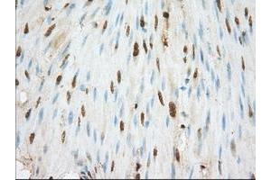 Image no. 1 for anti-Basigin (Ok Blood Group) (BSG) antibody (ABIN1498015) (CD147 Antikörper)
