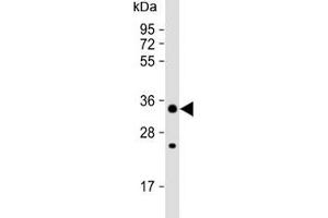 CHIP / STUB1 antibody western blot analysis in 293 lysate (STUB1 Antikörper  (AA 203-231))
