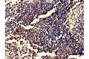 Immunohistochemistry of paraffin-embedded human spleen tissue using ABIN7174020 at dilution of 1:100 (Fgr Antikörper  (AA 11-72))