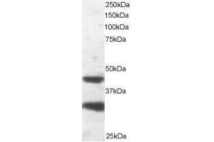 Image no. 1 for anti-Platelet-Activating Factor Acetylhydrolase 1b, Regulatory Subunit 1 (45kDa) (PAFAH1B1) (C-Term) antibody (ABIN374217) (PAFAH1B1 Antikörper  (C-Term))