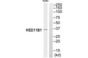 Western blot analysis of extracts from HuvEc cells, using HSD11B1 antibody. (HSD11B1 Antikörper  (N-Term))