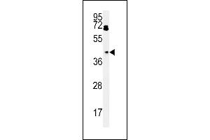 BDHA1 Antibody (Center) (ABIN651743 and ABIN2840384) western blot analysis in HepG2 cell line lysates (15 μg/lane). (PDHA1 Antikörper  (AA 228-255))
