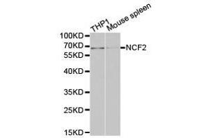 Western Blotting (WB) image for anti-Neutrophil Cytosolic Factor 2 (NCF2) antibody (ABIN1873837) (NCF2 Antikörper)