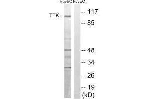 Western blot analysis of extracts from HUVEC cells, treated with etoposide (25uM, 24hours), using TTK (Ab-676) antibody. (Mps1 Antikörper  (Thr676))