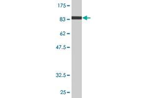 Western Blot detection against Immunogen (93. (NR1D1 Antikörper  (AA 1-614))