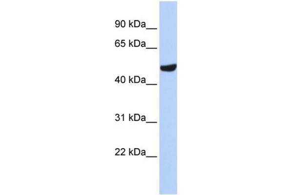 Septin 11 antibody  (N-Term)