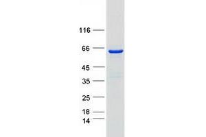 Western Blotting (WB) image for BAI1-Associated Protein 2 (BAIAP2) (Transcript Variant 1) protein (Myc-DYKDDDDK Tag) (ABIN2715140)