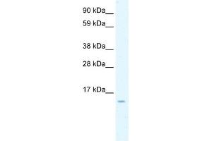 WB Suggested Anti-CCL7 Antibody Titration:  0. (CCL7 Antikörper  (N-Term))