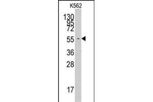 Western blot analysis of anti-FARSA Pab (ABIN391817 and ABIN2841665) in K562 cell line lysates (35 μg/lane). (Phenylalanyl-tRNA Synthetase, alpha Subunit (FARSA) (AA 54-83), (N-Term) Antikörper)