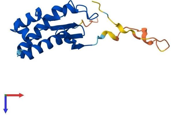 BTG2 Protein (AA 1-158) (His tag)
