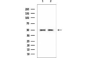 anti-RNA Binding Protein, Fox-1 Homolog 3 (RBFOX3) (C-Term) antibody