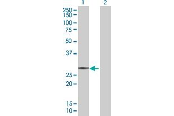 SAP30 Antikörper  (AA 1-220)