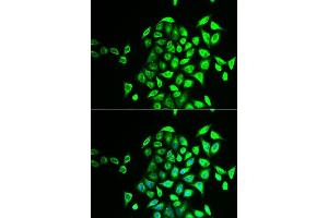 Immunofluorescence analysis of U2OS cells using NAPG antibody. (NAPG Antikörper  (AA 1-312))