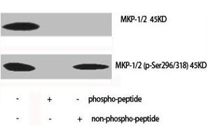 Western Blot analysis of various cells using Phospho-MKP-1/2 (S296/318) Polyclonal Antibody (MKP-1/2 Antikörper  (pSer296, pSer318))