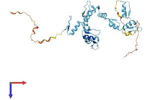 GTF3A Protein (AA 1-365) (His tag)