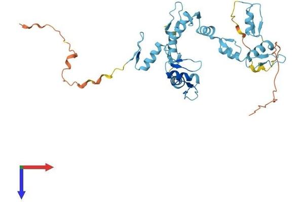 GTF3A Protein (AA 1-365) (His tag)