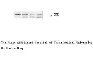 Western Blot (WB) analysis: Please contact us for more details. (ERK1/2 Antikörper  (pTyr204))