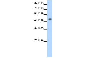 SNRP70 antibody used at 0. (SNRNP70 Antikörper)