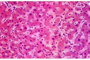 Anti-SIK1 / SNF1LK antibody IHC staining of human liver. (SIK1 Antikörper  (AA 1-101))