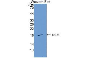 Western blot analysis of the recombinant protein. (LGALS1/Galectin 1 Antikörper  (AA 2-135))
