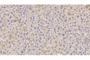 Detection of GPX1 in Mouse Liver Tissue using Polyclonal Antibody to Glutathione Peroxidase 1 (GPX1) (Glutathione Peroxidase 1 Antikörper  (AA 48-201))