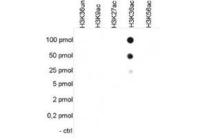 Cross reactivity test using the Histone H3 (K36ac) antibody. (HIST1H3A Antikörper  (acLys36))