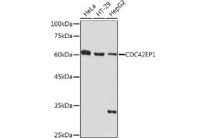 CDC42EP1 Antikörper