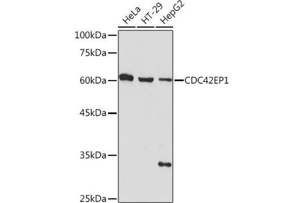 CDC42EP1 Antikörper