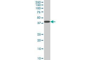 LHX6 monoclonal antibody (M05), clone 3E8 Western Blot analysis of LHX6 expression in HepG2 . (LHX6 Antikörper  (AA 274-363))