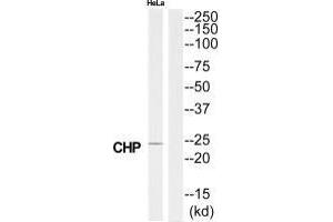 Western blot analysis of extracts from HeLa cells, using CHP antibody. (CHP Antikörper  (N-Term))