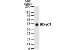 HDAC3 pAb tested by Western blot.