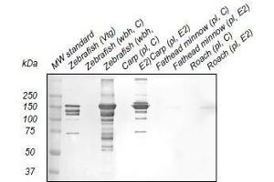 Western Blotting (WB) image for anti-Vitellogenin (VTG) antibody (ABIN123820) (Vitellogenin Antikörper)