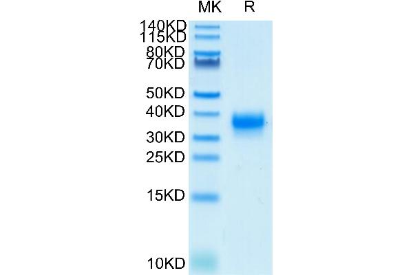 FCGR2A Protein (His-Avi Tag,Biotin)