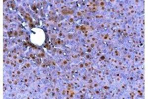 IHC analysis of FADD using anti-FADD antibody (ABIN7602804). (FADD Antikörper  (C-Term))