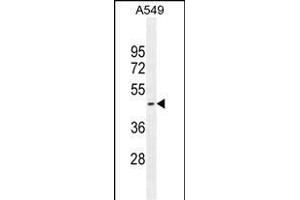 HEMK1 Antibody (C-term) (ABIN654963 and ABIN2844602) western blot analysis in A549 cell line lysates (35 μg/lane).