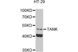 Western blot analysis of extracts of HT-29 cells, using TANK antibody (ABIN5974093) at 1/1000 dilution. (TANK Antikörper)