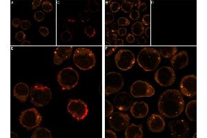 GsMTx-4 peptide (Biotin)